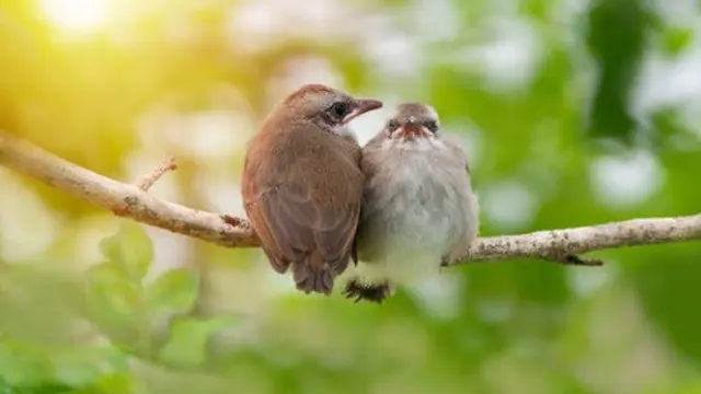Ilustrasi burung.