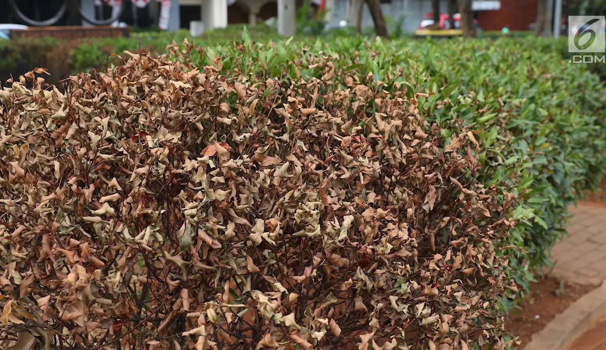 Tanaman yang mengering di Taman Sepeda, Jakarta Selatan, Sabtu (25/8). Kurangnya perawatan serta musim kemarau yang masih berlangsung di Ibukota membuat rumput dan sejumlah tanaman di taman tersebut mati akibat kekeringan. (Liputan6.com/Immanuel Antonius)
