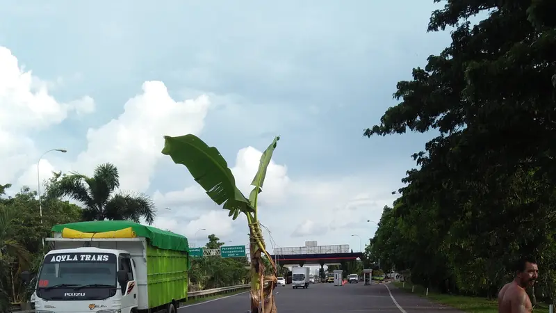 Aksi Protes, Pohon Pisang Tegak Berdiri di Jalan Tol Makassar