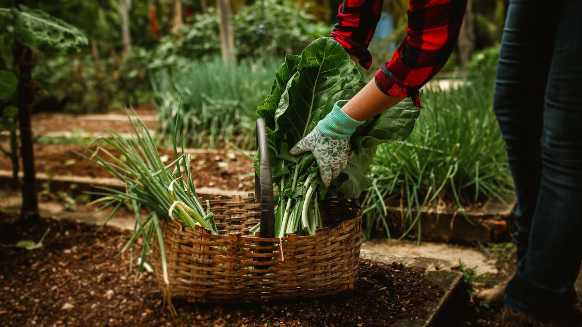 10 Sayuran Berdaun yang Bisa Tumbuh Kembali Setelah Dipanen, Cocok untuk Kebun Rumah