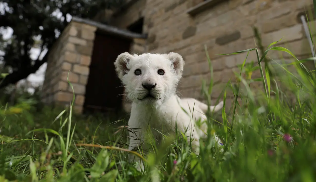 Seekor singa putih yang baru lahir, bernama Simba, terlihat di kebun binatang Paphos, Siprus pada 14 April 2019. Singa putih merupakan sebuah hasil dari mutasi langka yang terjadi pada singa (Panthera leo). (REUTERS/Yiannis Kourtoglou)