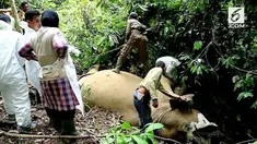 BKSDA Aceh melakukan olah TKP matinya seekor gajah yang diduga karena menelan racun.