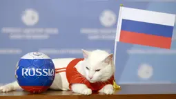 Aksi kucing bernama Achilles saat memprediksi hasil pertandingan Rusia dan Arab Saudi di Saint Petersburg, Rusia, Rabu (13/6). Seorang dokter hewan, Anna Kondratyeva mengatakan Achilles punya insting lebih baik dari kucing lainnya. (Olga Maltseva/AFP)