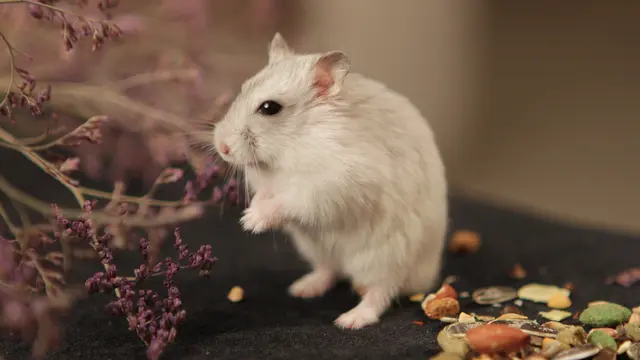 Hamster - vania