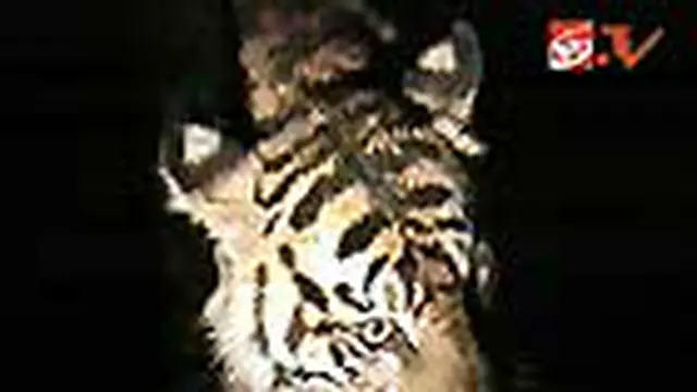 Harimau Sumatra Akhirnya Dievakuasi