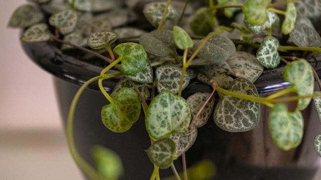 Ilustrasi tanaman hias string of hearts atau Ceropegia woodii