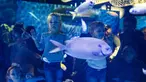 Anak-anak melihat ikan saat mengunjungi pameran "Keindahan Bawah Laut" (Underwater Beauty) di Shedd Aquarium di Chicago, Amerika Serikat (17/2/2020). Shedd Aquarium  memiliki koleksi 32.000 ekor binatang dan menarik sekitar 2 juta pengunjung setiap tahun. (Xinhua/Joel Lerner)