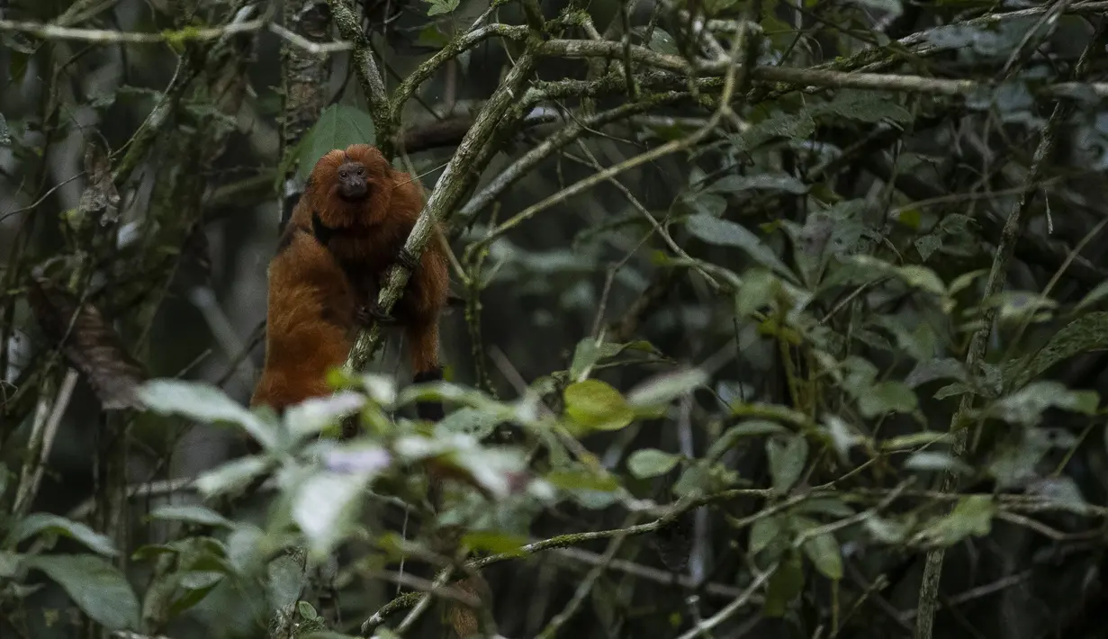 Seekor tamarin singa emas duduk di pohon selama tur observasi di properti mitra pribadi taman ekologi golden lion tamarin, di kawasan Hutan Atlantik Silva Jardim, negara bagian Rio de Janeiro, Brasil, Kamis (16/6/2022). Tamarin Singa Emas–Marmoset emas, adalah monyet kecil yang merupakan spesies asli hutan pantawi Atlantik Brasil–baru-baru ini terancam. (AP Photo/Bruna Prado)