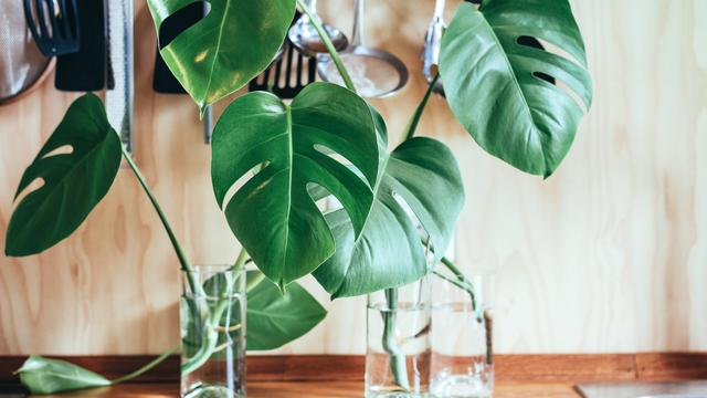 Parcel Tanaman Makin Menggiurkan di Masa Pandemi