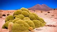 Yareta, tumbuhan yang menyerupai lumut ini ternyata berusia lebih dari 3 ribu tahun dan termasuk ke dalam tumbuhan yang dilindungi. (Foto: Amusingplanet.com)