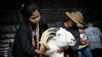 Menteri Koperasi dan UKM Teten Masduki memandang domba adu atau domba tangkas khas Garut bisa menjadi kekuatan ekonomi Jawa Barat. Utamanya di sektor pariwisata, peternakan, hingga UMKM.