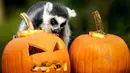 Seekor lemur mencari makanan di dalam buah labu yang diukir, beberapa hari sebelum perayaan Halloween, di kebun binatang Dierenpark, Belanda, 27 Oktober 2017. (REMKO DE WAAL / ANP / AFP)