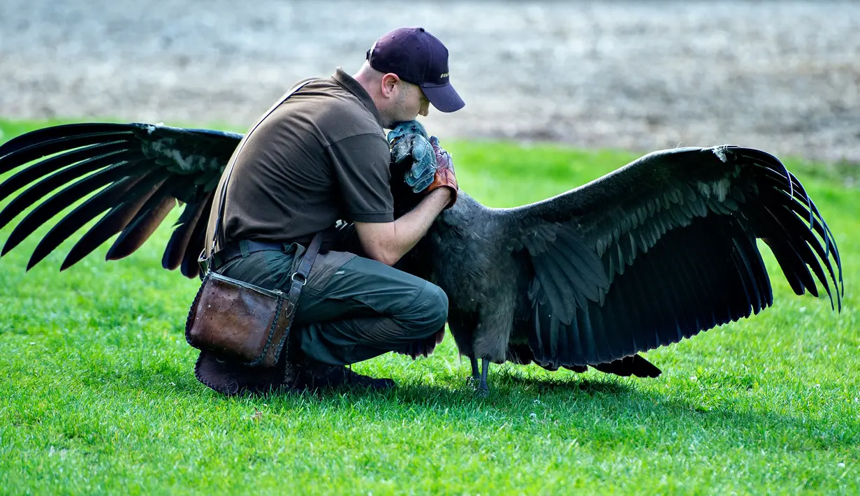 Peter Wenzel melatih burung condor muda bernama Molina di Eagle Reserve, Bindslev, Denmark, 27 Agustus 2019. Molina datang ke Eagle Reserve pada November 2018. (Henning Bagger/Ritzau Scanpix/AFP)