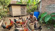 Cara Membuat Pakan Ayam dari Maggot, Alternatif Hemat yang Mudah Dibuat di Rumah