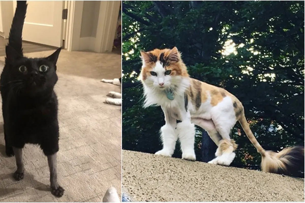 Potret Kucing Dengan Bulu Aneh Setelah Operasi, Bikin Geli