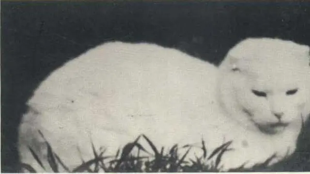 Susie