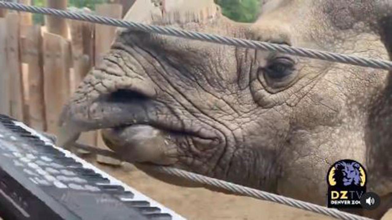 Seekor badak memainkan keyboard