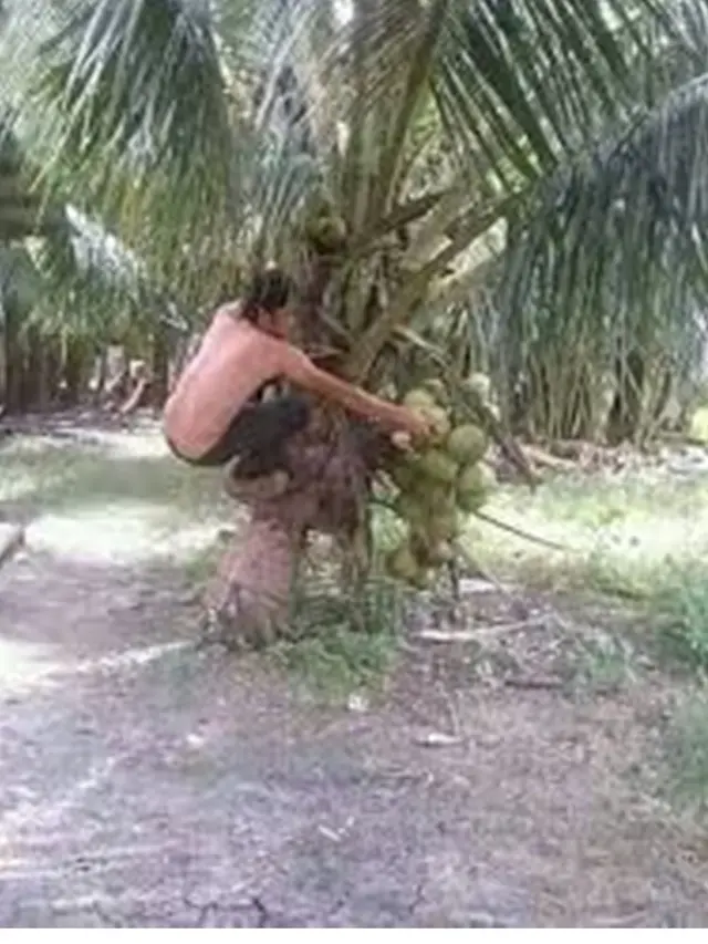 6 Kelakuan Kocak Orang saat Petik Buah Ini Bikin Ketawa