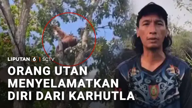 Orang Utan Menyelamatkan Diri dari Karhutla