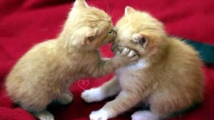 Begini Kalau Kucing Lagi Jatuh Cinta