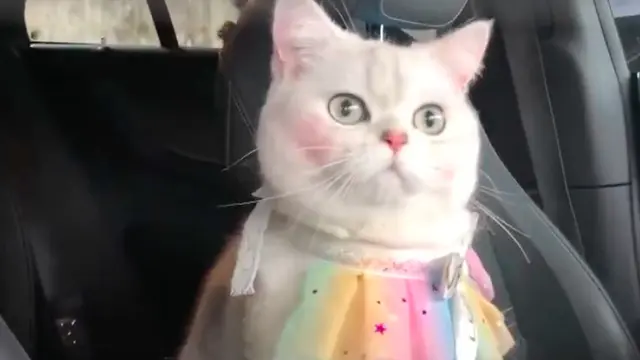 Potret Gemas Mao Mao, Model Kucing yang Dapat Upah Hingga Rp 22 Juta Sekali Tampil. (Sumber: Odditycentral)