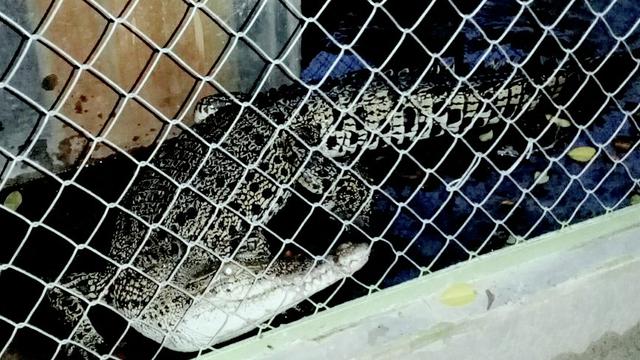 Nasib Buaya Muara yang Tongkrongi Parit Tempat Anak-anak Mandi