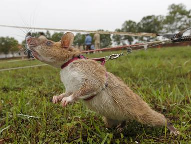 Seekor tikus saat mendeteksi keberadaan ranjau di Siem Reap, Kamboja (13/7/2015). Organisasi asal Belgia, APOPO mendatangkan tikus spesies Gambia dari Tanzania ke Kamboja untuk membersihkan ranjau sisa perang sipil 1970. (REUTERS/Samrang Pring)