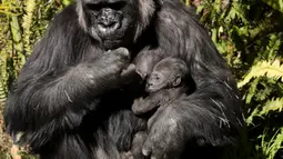 Bayi gorila betina berusia tiga minggu berada dalam pelukan induknya, Ndjia, di Kebun Binatang Los Angeles, California, Selasa (11/2/2020). Ndjia, yang berusia 25 tahun, akan menggendong bayinya sambil menyusui dalam pelukan selama tiga bulan pertama. (Mario Tama/Getty Images/AFP)