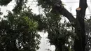 Petugas Suku Dinas Kehutanan Jakarta Timur menebang pohon lebat yang berada di pinggir Jalan I Gusti Ngurah Rai, Jakarta, Rabu (25/7). Penebangan ini merupakan kegiatan rutin yang dilakukan Suku Dinas Kehutanan Jakarta Timur. (Merdeka.com/Iqbal Nugroho)
