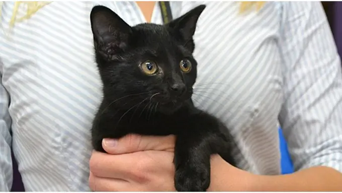 Photo copyright Dailymail.co.uk