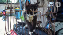 Seekor kucing berada dalam kandang saat pelaksanaan vaksinasi antirabies di Pusat Kesehatan Hewan (Puskeswan) Kota Tangerang, Banten, Rabu (3/3/2021). Sebanyak 500 hewan mendapat vaksin antirabies yang diberikan oleh Pemerintah Kota Tangerang melalui Dinas Ketahanan Pangan. (Liputan6.com/Angga Yunia