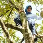 Aksi tomboy Bupati Lebak panjat pohon durian. Foto: (Yandhi Deslatama/Liputan6,com)