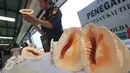 Fosil satwa dilindungi jenis kerang kepala kambing yang diamankan petugas Bea Cukai di Tanjung Priok, Jakarta, Kamis (18/2). Barang bukti kerang kepala kambing sebanyak 4.268 pieces itu diperkirakan senilai Rp 5,3 M. (Liputan6.com/Angga Yuniar)