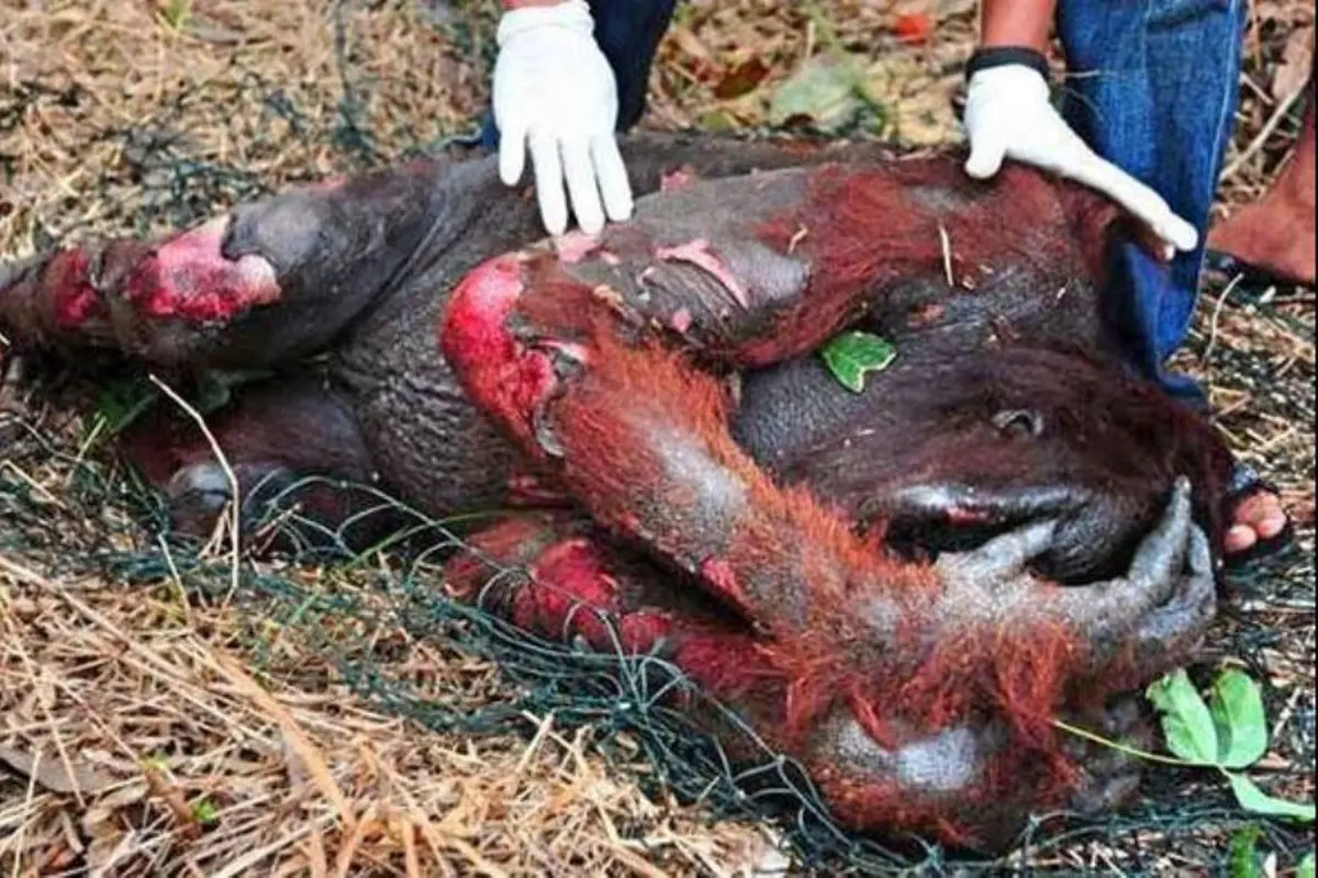 Tidak Hanya Kabut Asap, Netizen Minta Jokowi Selamatkan Orangutan