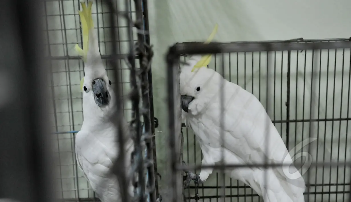 Tujuh burung kakaktua jambul kuning dan satu burung kakatua raja berwarna hitam diserahkan anggota masyarakat ke Balai Konservasi Sumber Daya Alam (BKSDA), Jakarta, Senin (11/5/2015). (Liputan6.com/Johan Tallo)