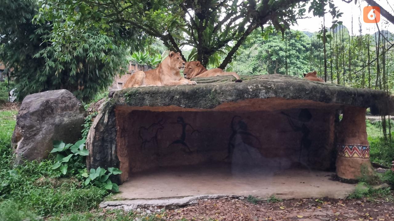 Ilustrasi Satwa, Singa. (Liputan6.com/Tanti Yulianingsih)