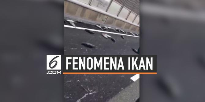 VIDEO: Jalanan Osaka Macet Ratusan Meter Gara-Gara Ikan