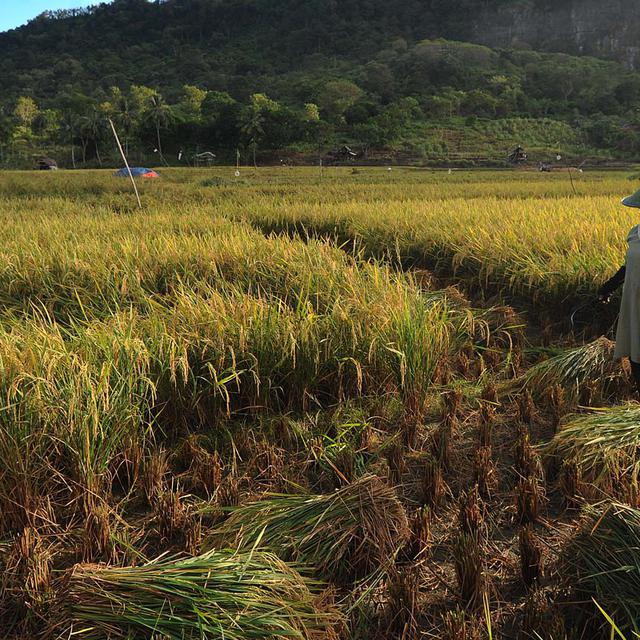 Petani Dapat Kur Bisa Lunasi Setelah Panen Bisnis Liputan6 Com