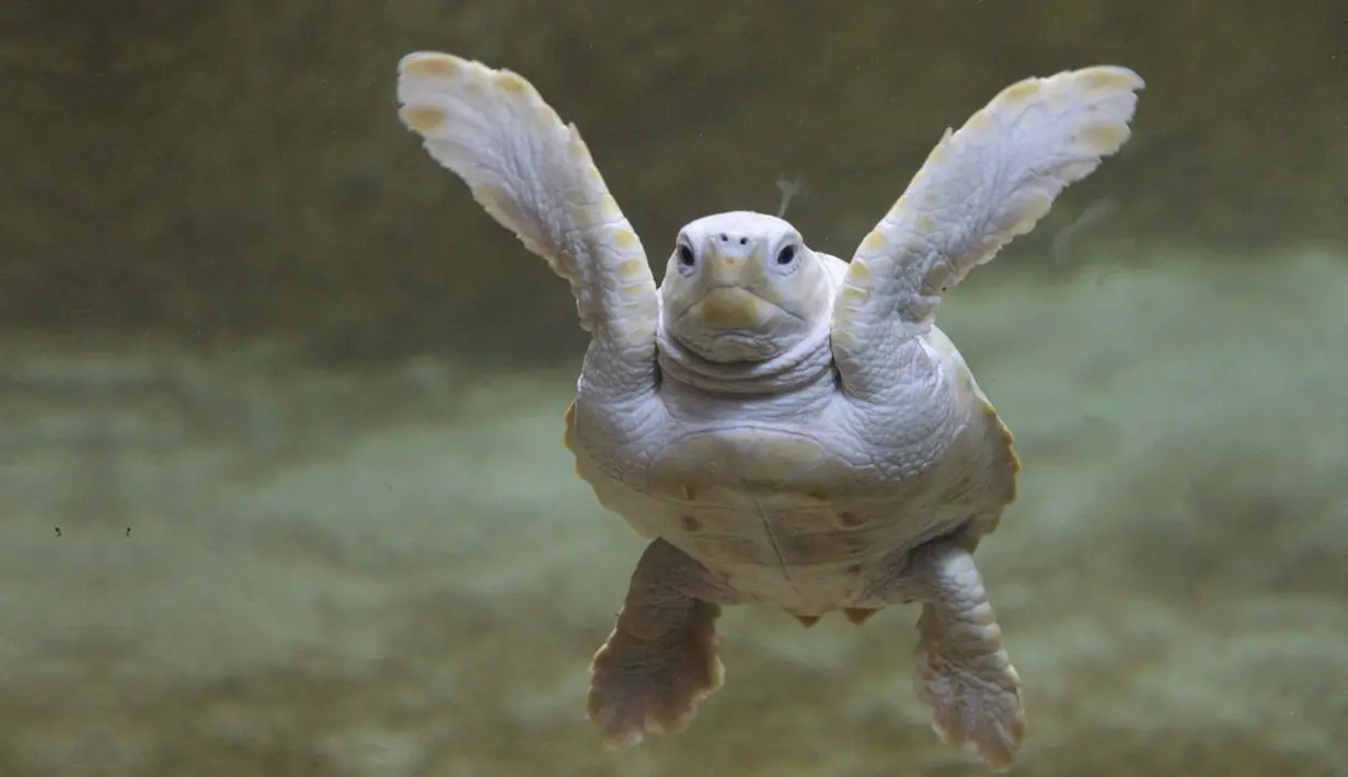 Nama kura-kura albino ini adalah Alba, tinggal di Marineland di Antibes Prancis Selatan. Kura-kura berkelamin betina ini tertangkap kamera oleh mahasiswa di sebuah penangkaran. (www.adnkronos.com)