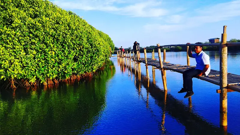 Perpaduan Warna Apik di Hutan Mangrove Kulon Progo