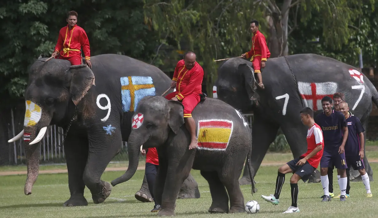 Sejumlah gajah bermain sepak bola dengan badan dilukis bendera peserta Piala Dunia 2018 di Ayutthaya, Selasa (12/6/2018). Kegiatan yang dilakukan Sekolah Ayutthaya Wittayalai ini dilakukan untuk memeriahkan Piala Dunia. (AP/Sakchai Lalit)