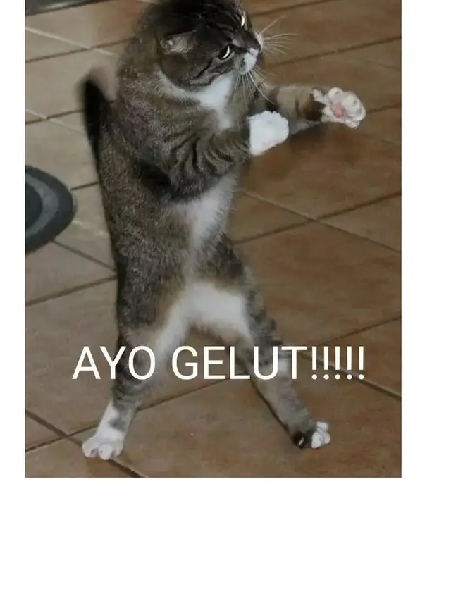 8 Potret Meme Kucing saat Emosi Ini Justru Bikin Gemas