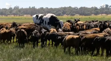 Knickers, seekor sapi raksasa lolos dari rumah jagal. Alasannya sederhana, beratnya yang besar membuatnya sulit untuk dipotong.