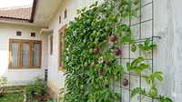 5 Pohon Buah Merambat yang Bisa Ditanam di Tembok
