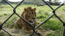 Aktivitas Saeed, singa berusia dua tahun yang berhasil diselamatkan dari Suriah dan dilepaskan ke kandang di Lionsrock Lodge and Big Cat Sanctuary, Bethlehem, Afrika Selatan, Senin (26/2). (AP Photo/Themba Hadebe)