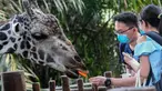 Pengunjung memberi makan jerapah di kandangnya pada hari pertama pembukaan Kebun Binatang Singapura untuk umum di Singapura, Senin (6/7/2020). Kebun binatang yang hampir tiga bulan ditutup akibat pandemi virus corona ini dibuka kembali dengan penerapan protokol kesehatan. (Roslan RAHMAN/AFP)
