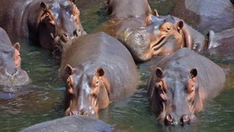 Escobar's hippos (0)