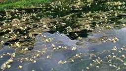 Foto dari udara menunjukkan pemandangan bunga Ottelia acuminata di Sungai Chengjiang di Kota Daxing yang berada di Wilayah Otonom Etnis Yao Du'an, Daerah Otonom Etnis Zhuang Guangxi, China selatan (28/10/2020). (Xinhua/Lu Boan)