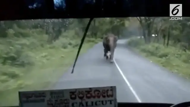 Seekor induk gajah mengejar bus berpenumpang 60 orang. Insiden terjadi di Taman Nasional Bandipur.