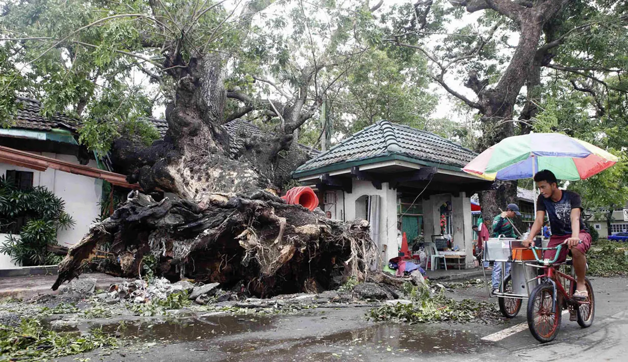 Akibat terpaan topan Rammasun, (17/7/2014), sebuah pohon besar di Batangas, Manila, tumbang. (REUTERS/Erik De Castro)